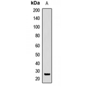 LifeSab™ SFRS9 Rabbit pAb (50 µl)