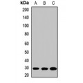 LifeSab™ SNAP29 Rabbit pAb (50 µl)