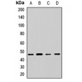 LifeSab™ EIF4A3 Rabbit pAb (50 µl)