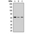 LifeSab™ Harmonin Rabbit pAb (50 µl)