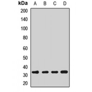 LifeSab™ PHB2 Rabbit pAb (50 µl)