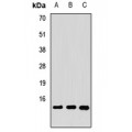 LifeSab™ COTL1 Rabbit pAb (50 µl)