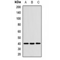 LifeSab™ Tropomodulin-3 Rabbit pAb (50 µl)