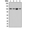 LifeSab™ GFM1 Rabbit pAb (50 µl)
