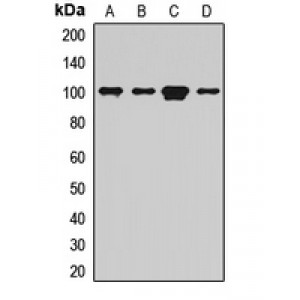 LifeSab™ GFM1 Rabbit pAb (50 µl)