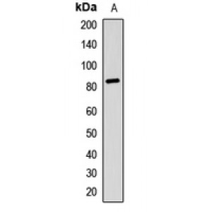LifeSab™ RSK2 Rabbit pAb (50 µl)