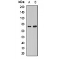 LifeSab™ Histidine Decarboxylase Rabbit pAb (50 µl)