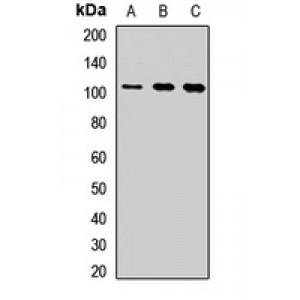 LifeSab™ CDC5L Rabbit pAb (50 µl)