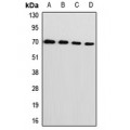 LifeSab™ L-Plastin Rabbit pAb (50 µl)