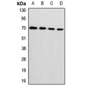 LifeSab™ L-Plastin Rabbit pAb (50 µl)