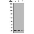 LifeSab™ BMF Rabbit pAb (50 µl)