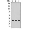 LifeSab™ Septin 2 Rabbit pAb (50 µl)