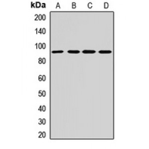 LifeSab™ Gemin3 Rabbit pAb (50 µl)