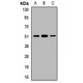 LifeSab™ RhoT1 Rabbit pAb (50 µl)