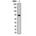 LifeSab™ Cdc4 Rabbit pAb (50 µl)