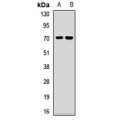 LifeSab™ PABPC4 Rabbit pAb (50 µl)