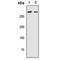 LifeSab™ PRPF8 Rabbit pAb (50 µl)