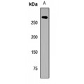 LifeSab™ LRP6 Rabbit pAb (50 µl)