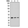 LifeSab™ Islet-1 Rabbit pAb (50 µl)