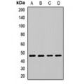 LifeSab™ Flotillin 2 Rabbit pAb (50 µl)