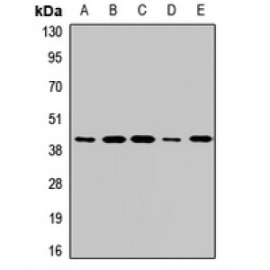 LifeSab™ RAMP3 Rabbit pAb (50 µl)