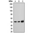 LifeSab™ TAT Rabbit pAb (50 µl)