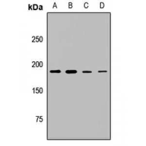 LifeSab™ Complement C3 Rabbit pAb (50 µl)