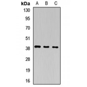 LifeSab™ PEG1 Rabbit pAb (50 µl)