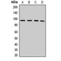 LifeSab™ PMS2 Rabbit pAb (50 µl)