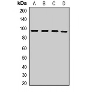 LifeSab™ PMS2 Rabbit pAb (50 µl)