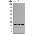 LifeSab™ Cyclophilin D Rabbit pAb (50 µl)
