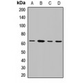 LifeSab™ DYRK2 Rabbit pAb (50 µl)