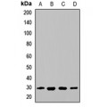 LifeSab™ EAF2 Rabbit pAb (50 µl)