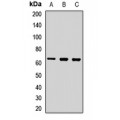 LifeSab™ PINK1 Rabbit pAb (50 µl)