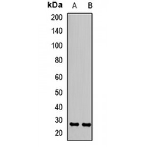 LifeSab™ SOX14 Rabbit pAb (50 µl)
