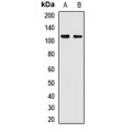 LifeSab™ TAF5 Rabbit pAb (50 µl)