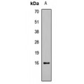 LifeSab™ Histone H3 (AcK27) Rabbit pAb (50 µl)