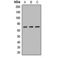 LifeSab™ ATMIN Rabbit pAb (50 µl)