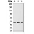 LifeSab™ PAX6 Rabbit pAb (50 µl)