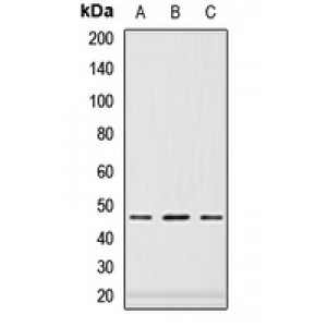 LifeSab™ PAX6 Rabbit pAb (50 µl)