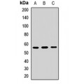 LifeSab™ PAX7 Rabbit pAb (50 µl)