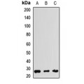 LifeSab™ THAP1 Rabbit pAb (50 µl)