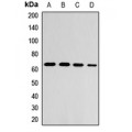 LifeSab™ ZNF169 Rabbit pAb (50 µl)