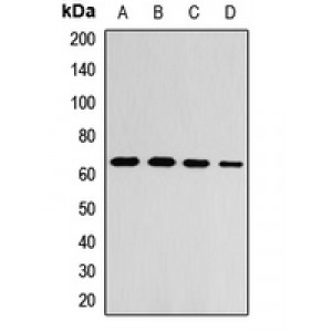 LifeSab™ ZNF169 Rabbit pAb (50 µl)