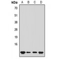 LifeSab™ SUMO4 Rabbit pAb (50 µl)