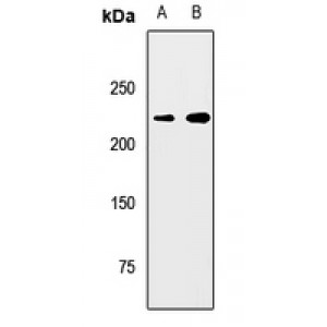 LifeSab™ Myosin 7 Rabbit pAb (50 µl)