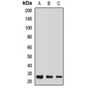 LifeSab™ COSMC Rabbit pAb (50 µl)