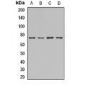 LifeSab™ ChREBP Rabbit pAb (50 µl)