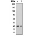 LifeSab™ GNAI2 Rabbit pAb (50 µl)