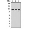 LifeSab™ TRPC3 Rabbit pAb (50 µl)